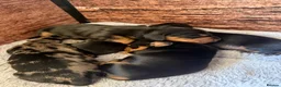 Dachshund dogs for sale: Miniature Dascshund smooth hair puppy’s  in Ilminster - Advert 29