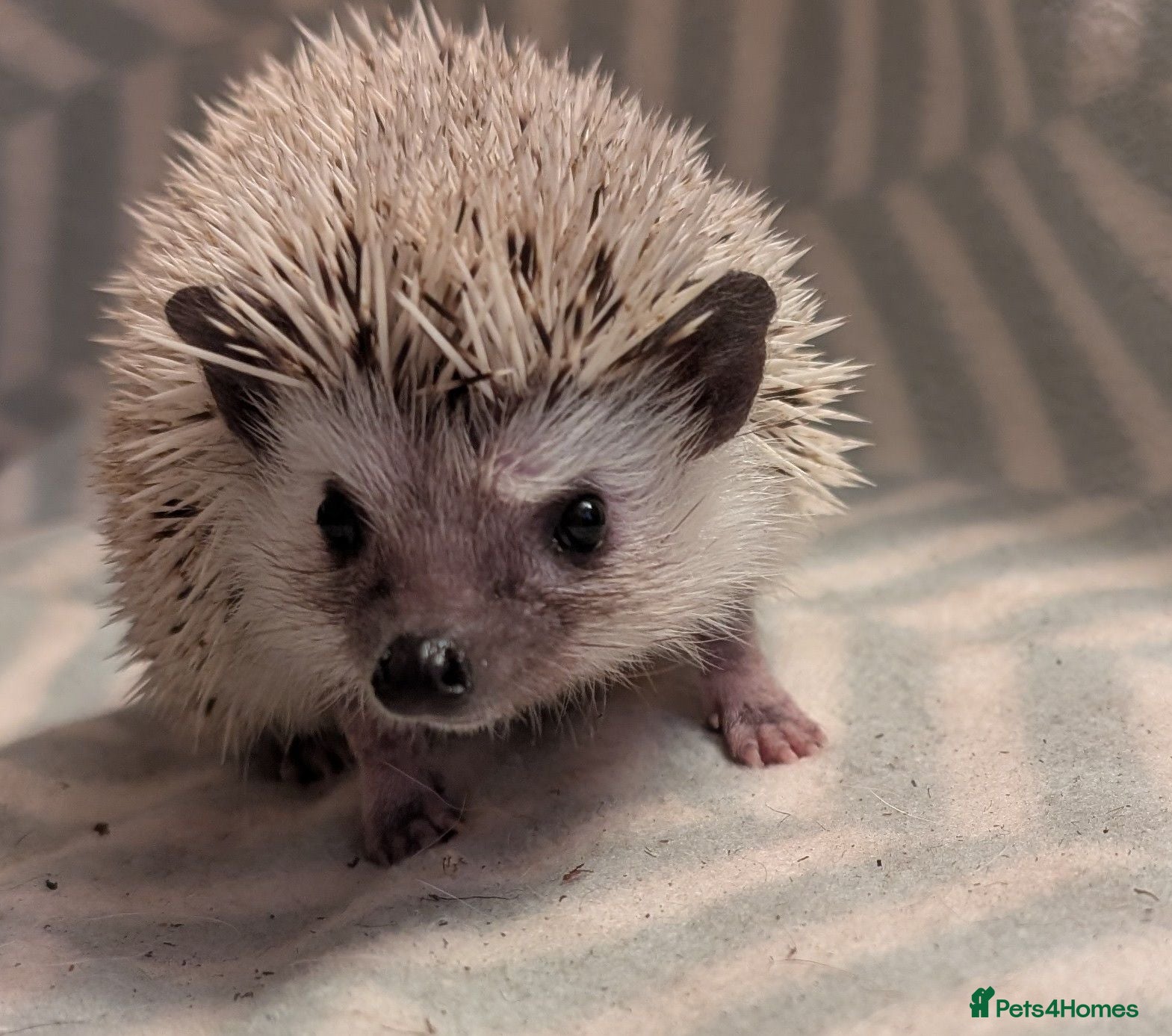 Pygmy Hedgehog rodents Lovely baby boys  - Advert 4