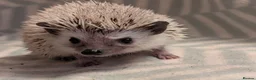 Pygmy Hedgehog rodents for sale: Lovely baby boys  - Advert 1