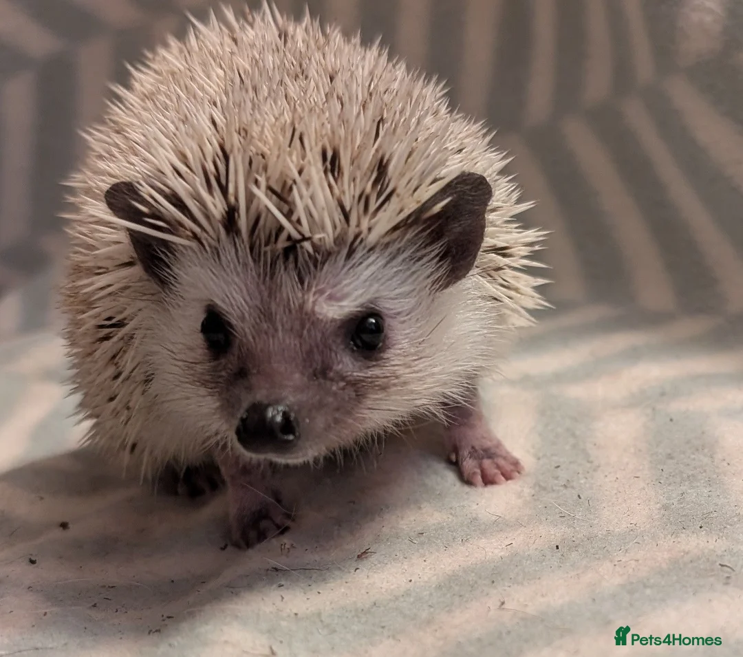 Pygmy Hedgehog rodents for sale: Lovely baby boys  - Advert 1