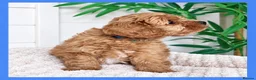 Cavapoo dogs for sale: Gorgeous cavapoo puppies from DNA tested parents - Advert 23