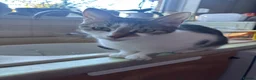 Domestic Shorthair cats for adoption: Beautiful Male  - Advert 2