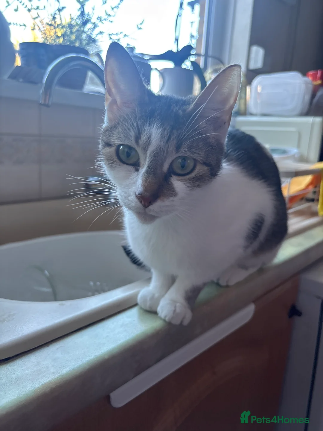 Domestic Shorthair cats for adoption: Beautiful Male  - Advert 2