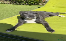 Staffordshire Bull Terrier dogs for sale: Blue Female Staffordshire for rehoming - Image 3