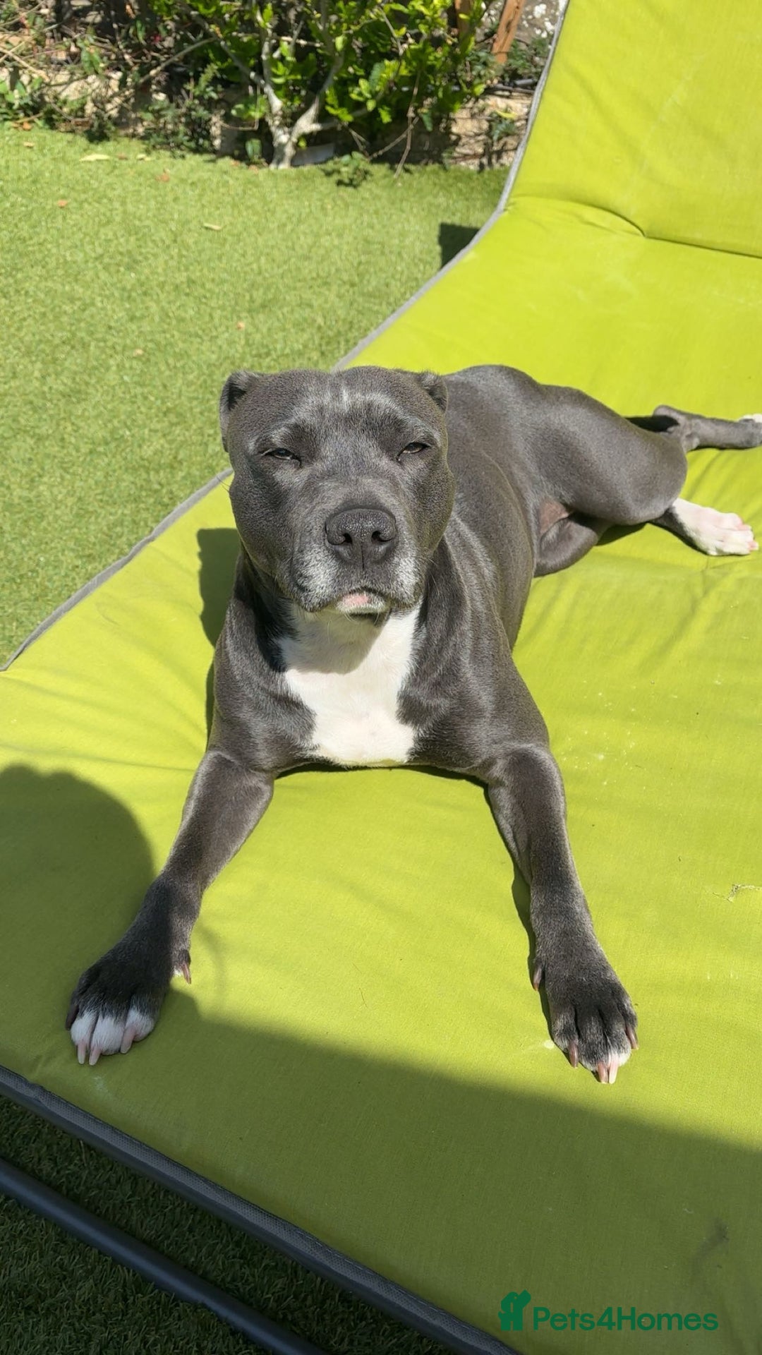 Staffordshire Bull Terrier dogs for sale: Blue Female Staffordshire for rehoming - Image 3