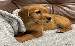 Cocker Spaniel dogs for sale: RED & BLACK COCKER SPANIEL PUPPIES READY NOW 🐶🧡  - Image 16