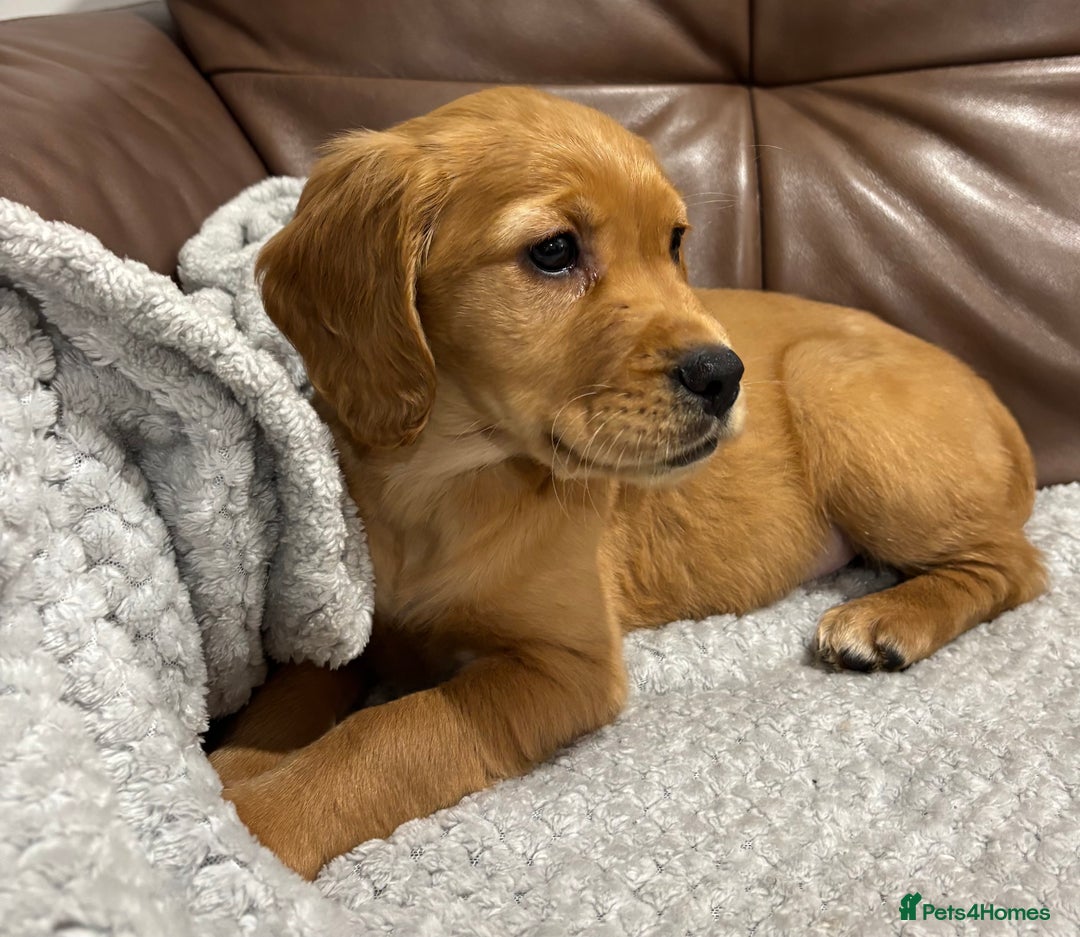 Cocker Spaniel dogs for sale: RED & BLACK COCKER SPANIEL PUPPIES READY NOW 🐶🧡  - Image 16
