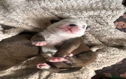 Staffordshire Bull Terrier dogs for sale: KC Staffordshire Bull Terrier - Image 28