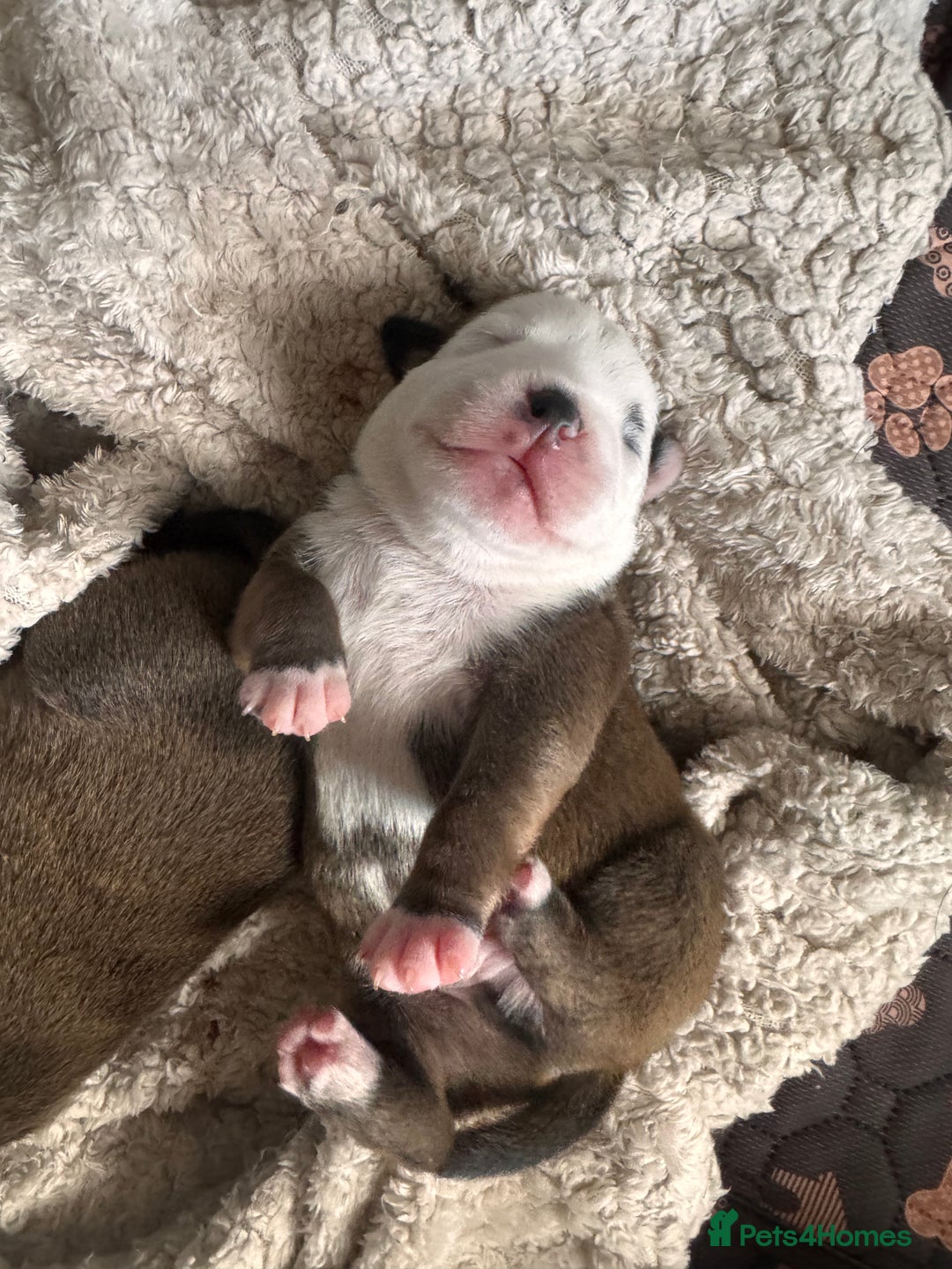 Staffordshire Bull Terrier dogs for sale: KC Staffordshire Bull Terrier - Image 28