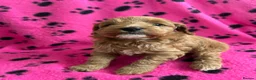 Cockapoo dogs for sale: F1b cockapoo, Ready to leave   - Advert 7