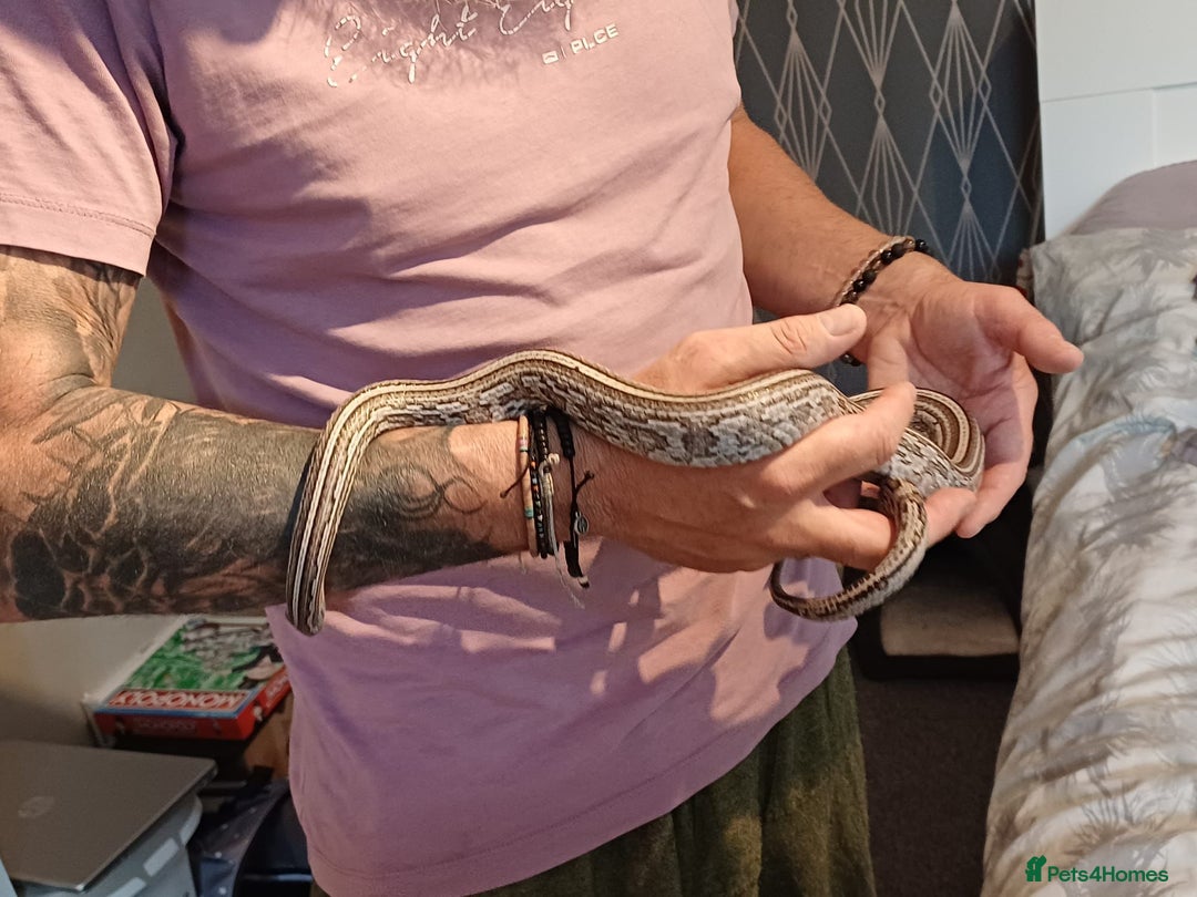 Corn Snake reptiles for sale: Corn snake  - Image 4