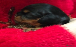 Cavalier King Charles Spaniel dogs for sale: Beautiful KC reg Cavalier King Charles Puppies  - Advert 7