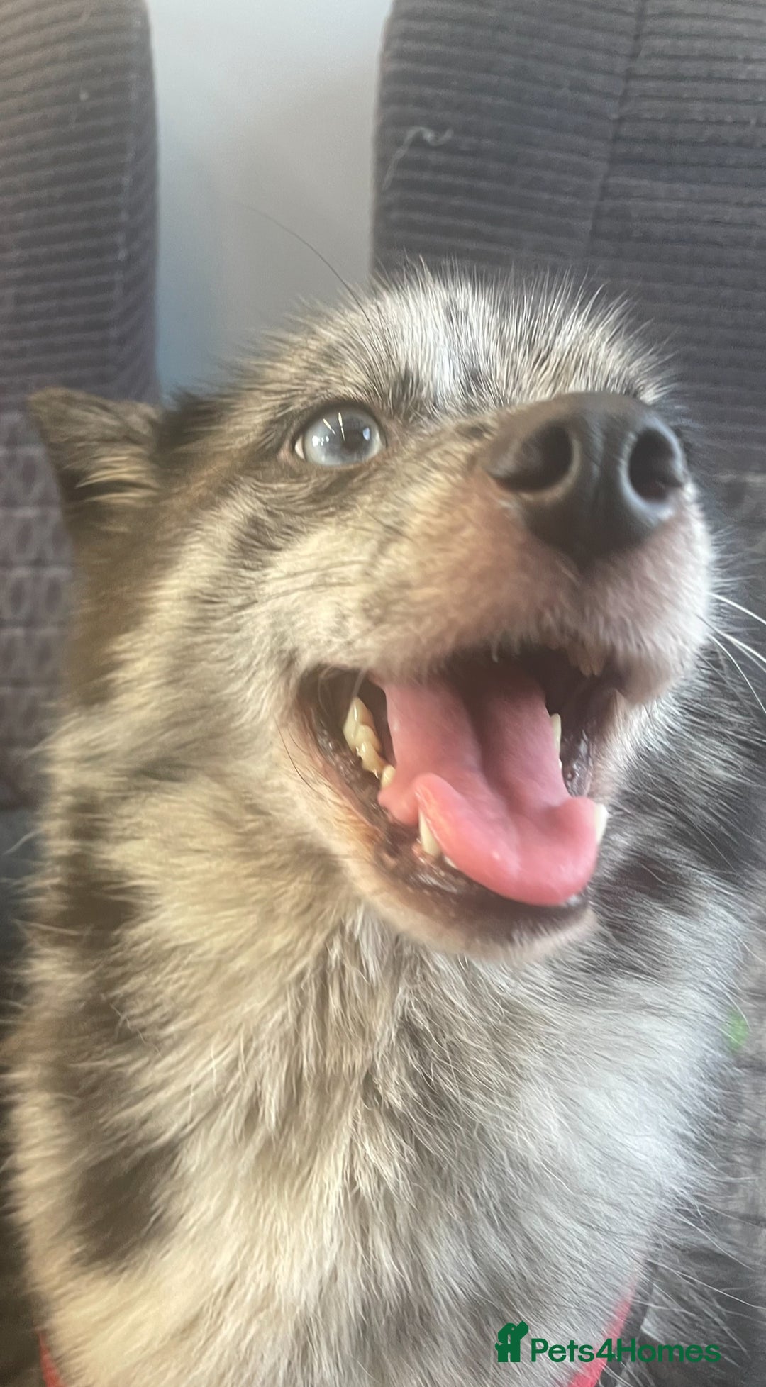 Pomsky dogs for sale: Urgent rehoming needed  - Advert 2