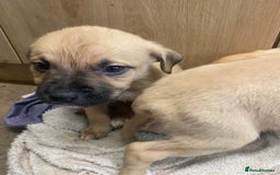 Mixed Breed dogs for sale: Mixed breed  - Image 10