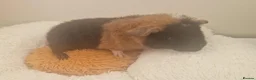 Guinea Pig rodents for sale: 3 purebred tricolour teddy male guinea pigs in Faringdon - Advert 6