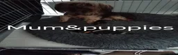 Chorkie dogs for sale: 5 beautiful Chorkie pups ready to go now 4g 1 boy - Advert 8