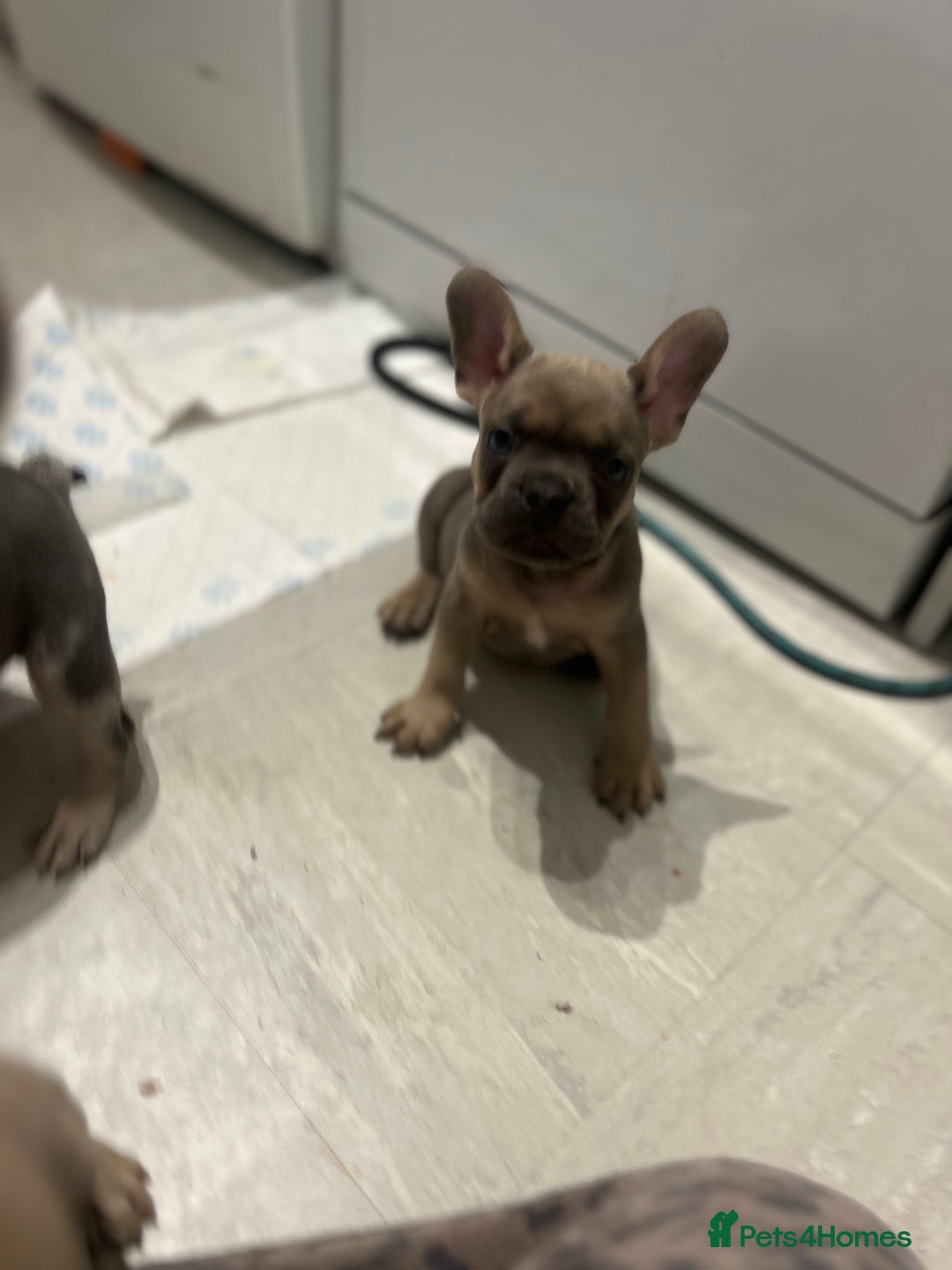 French Bulldog dogs for sale:  8 Gorgeous lap warmers 🐶  - Advert 7