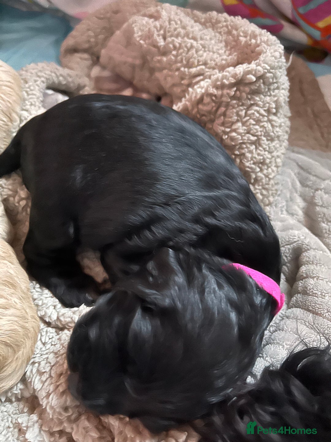 Cockapoo dogs for sale: Cocker spaniel/Cockapoo Pups - Advert 7