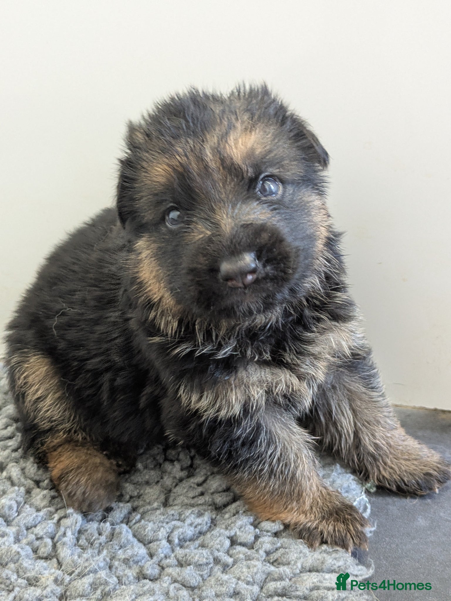 German Shepherd dogs Champion Show-Line KC Pups, Health Tested Parents - Advert 1