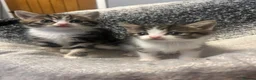 Mixed Breed cats for sale: 2 kittens ready  - Advert 3
