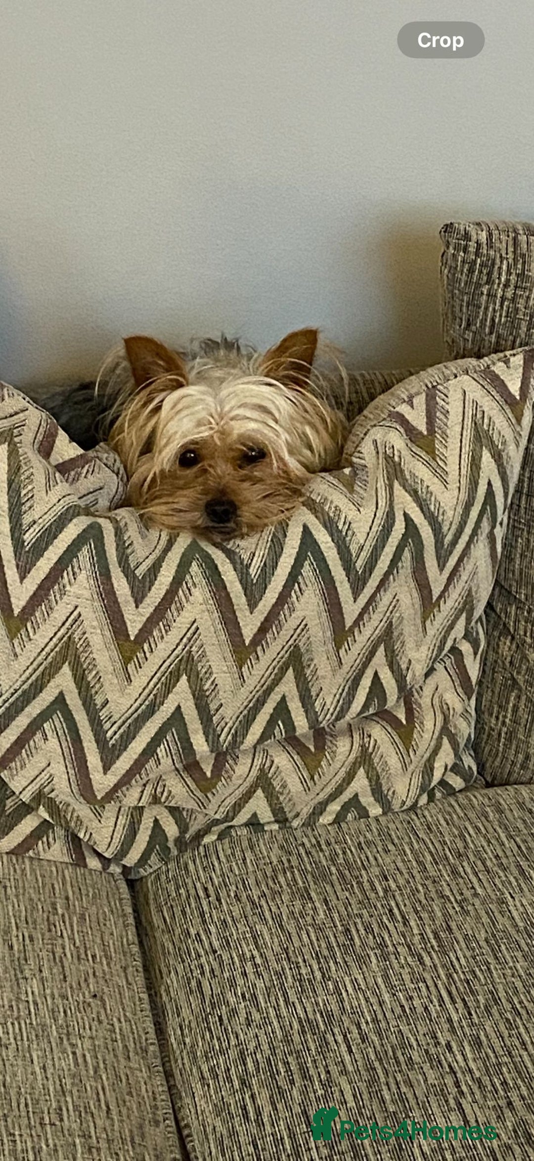 Yorkshire Terrier dogs for sale: Yorkshire Terriers pups - Advert 9