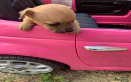 Mixed Breed dogs for sale: Stunning chihuahua x puppys - Image 11