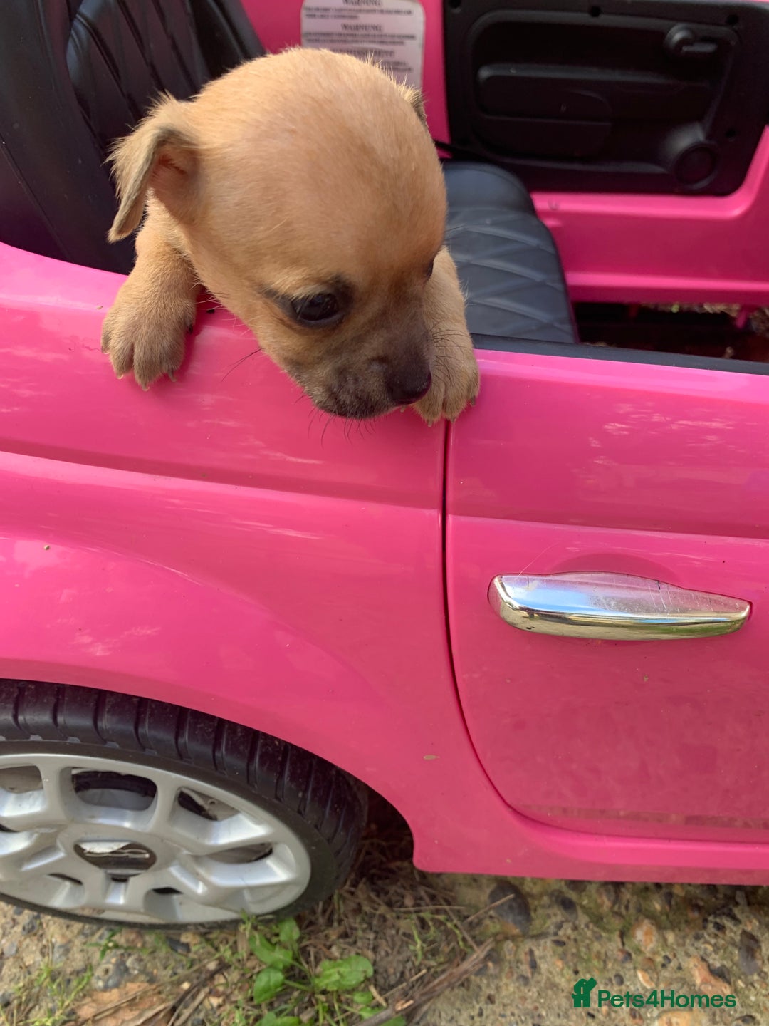 Mixed Breed dogs for sale: Stunning chihuahua x puppys - Image 11