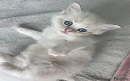 Siberian cats for sale: Siberian Neva masquerade kittens  - Image 1