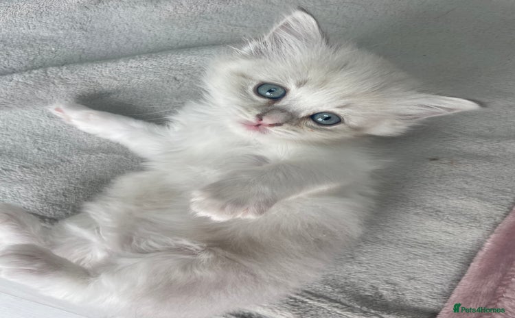 Siberian cats - Advert 3