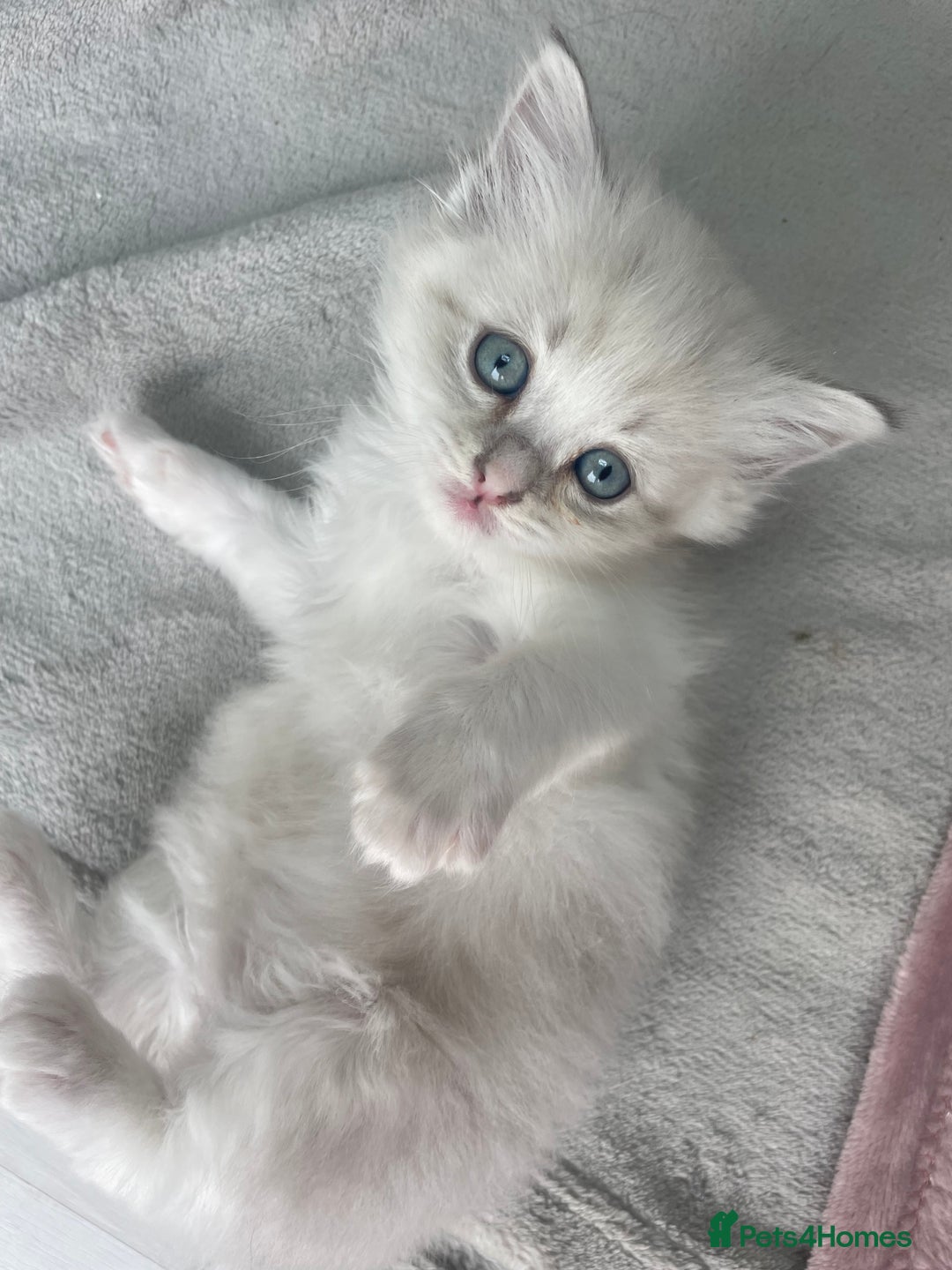 Siberian cats for sale: Siberian Neva masquerade kittens  - Image 1