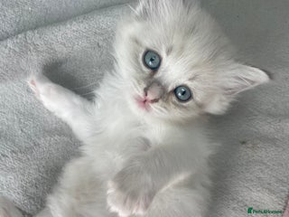 Siberian cats - Advert 5