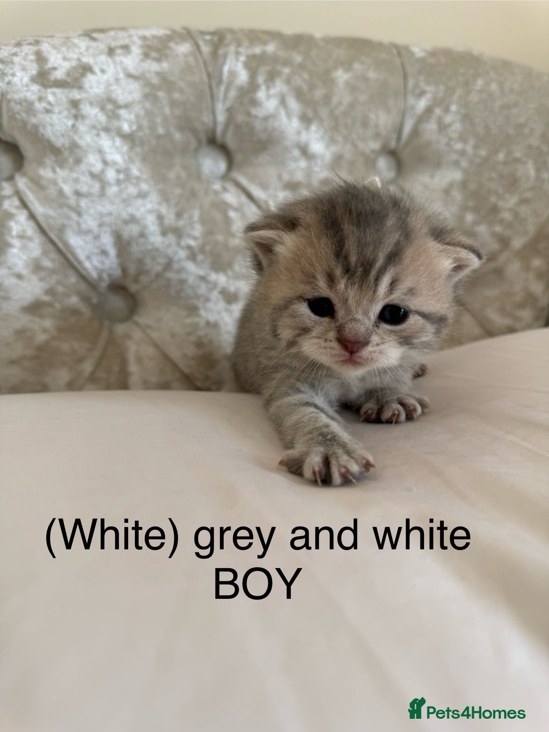 Scottish Fold cats for sale: Scottish fold/ Scottish striaght BSH kittens  - Image 27