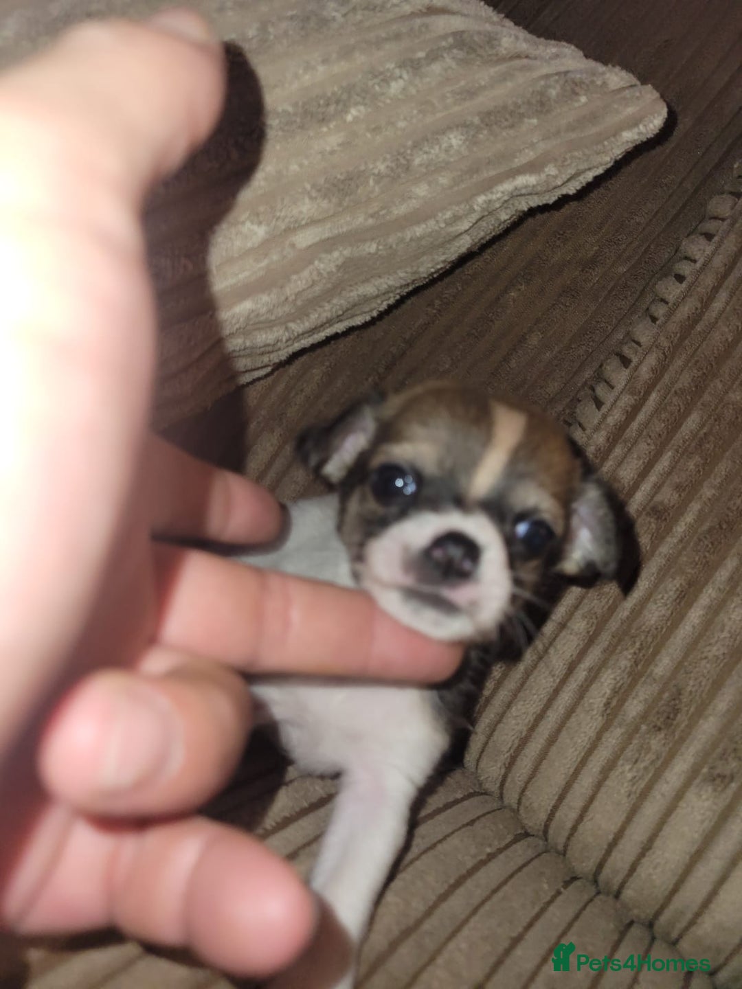 Jack Russell dogs for sale: Jack x chihuahua pups READY TO LEAVE  - Image 10