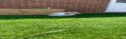 Mixed Breed rabbits for sale: Male rabbit looking for a new home in Lincoln - Advert 2