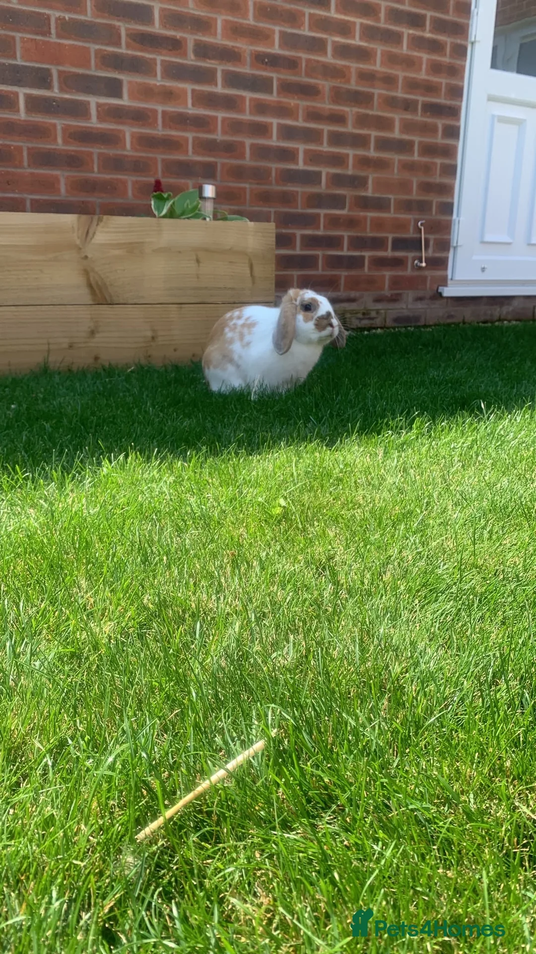 Mixed Breed rabbits for sale: Male rabbit looking for a new home in Lincoln - Advert 2