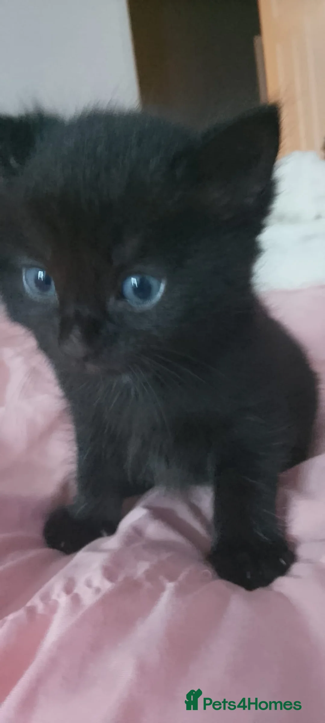 Mixed Breed cats for sale: Kittens New litter - Advert 2