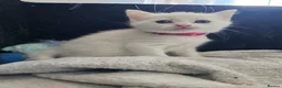 Persian cats for sale: Pure white long hair kittens. - Advert 15