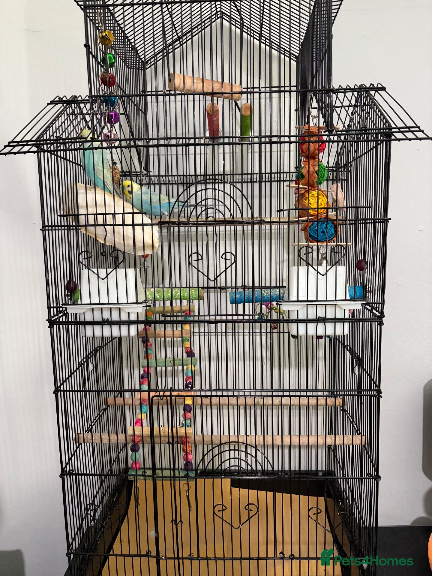 Budgerigars birds Budgies 2 males plus cage - Advert 1