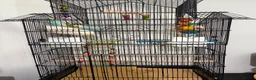 Budgerigars birds for sale: Budgies 2 males plus cage in Lancing - Advert 1