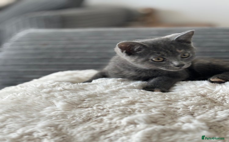 Mixed Breed cats - Advert 12