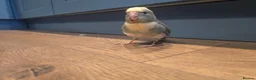 Parakeets birds for sale: Kakariki babies  - Advert 17