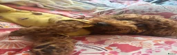 Toy Poodle dogs for sale: Loving home wanted for My Beautiful Toy Poodle💖 - Advert 2