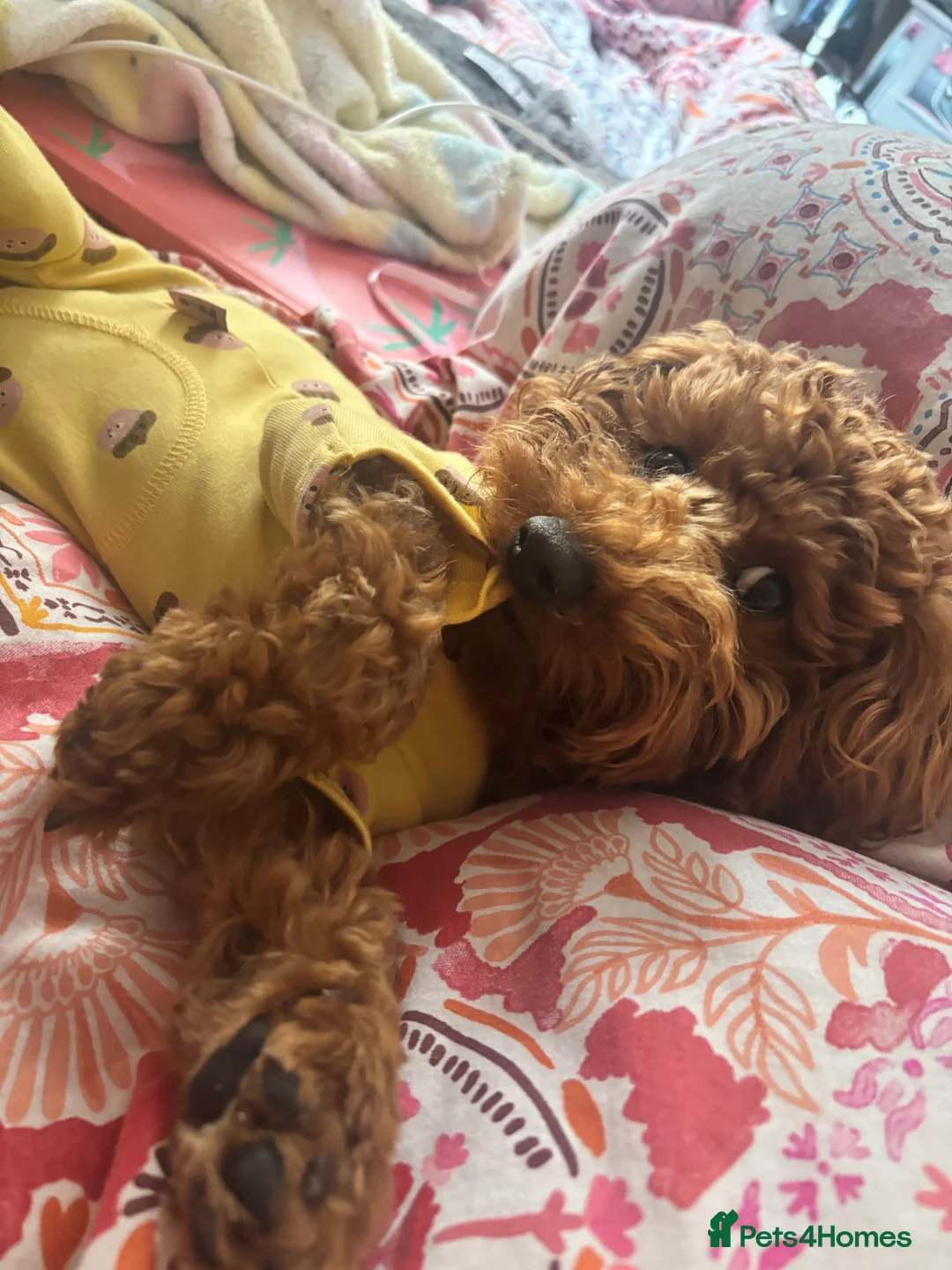 Toy Poodle dogs for sale: Loving home wanted for My Beautiful Toy Poodle💖 - Advert 2