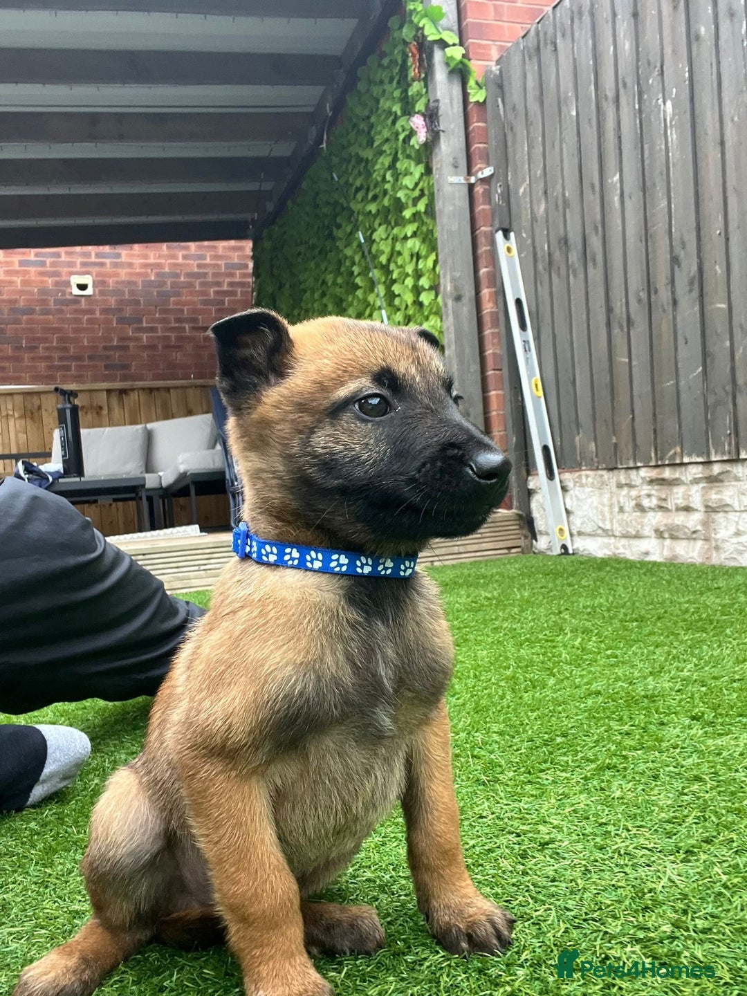 Belgian Shepherd Dog dogs for sale: Belgian malinois  - Image 2