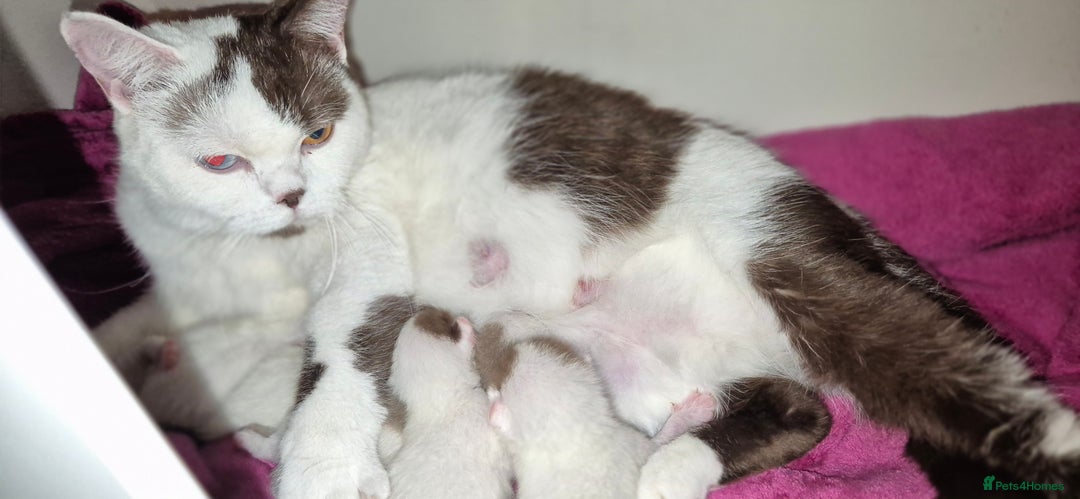 Munchkin cats for sale: Munchkin kittens ready for reservations or collect - Image 14