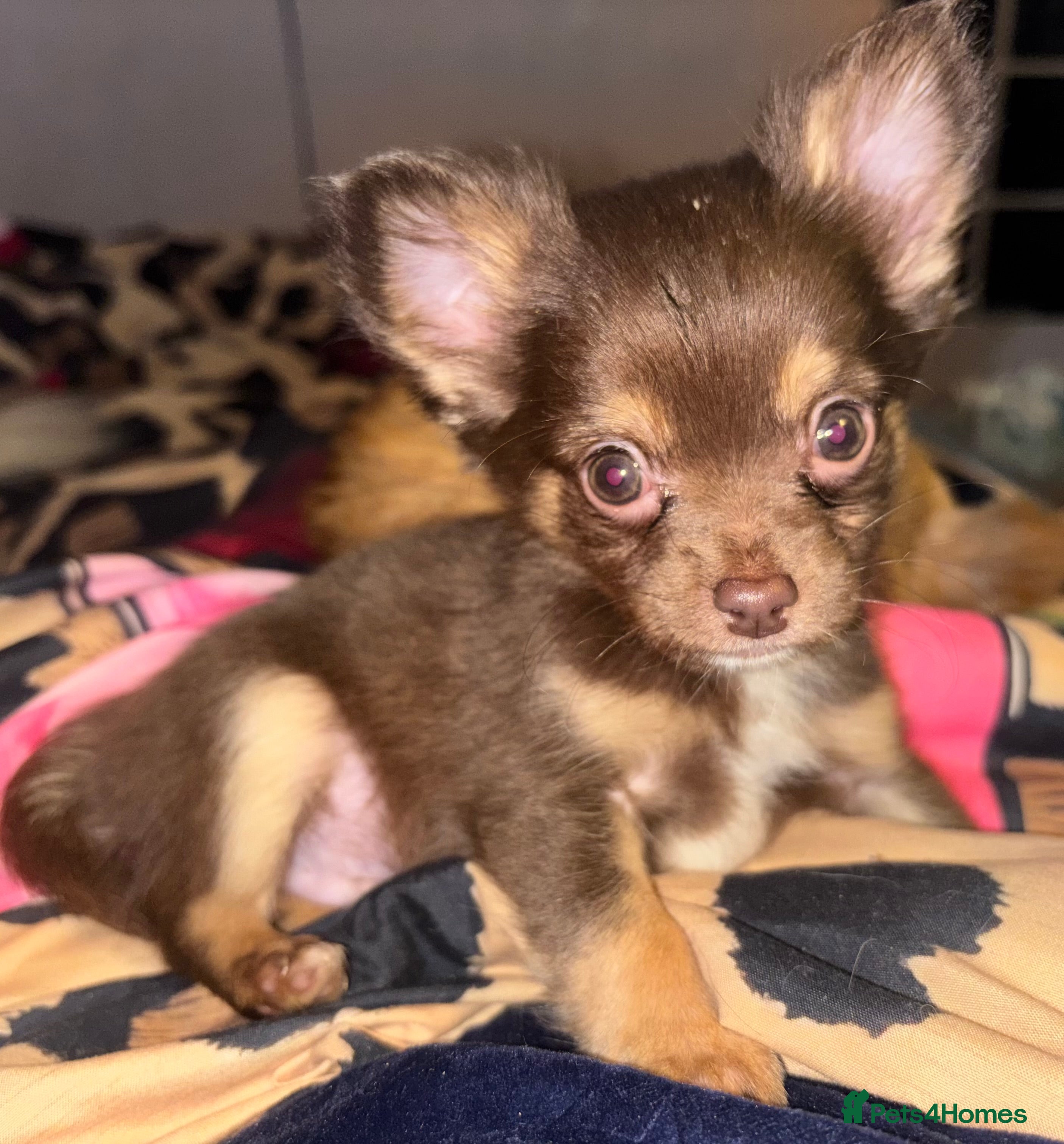 Chihuahua dogs Chocolate Chihuahua Males - Advert 6