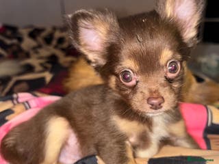 Chihuahua dogs Chocolate Chihuahua Males - Advert 8