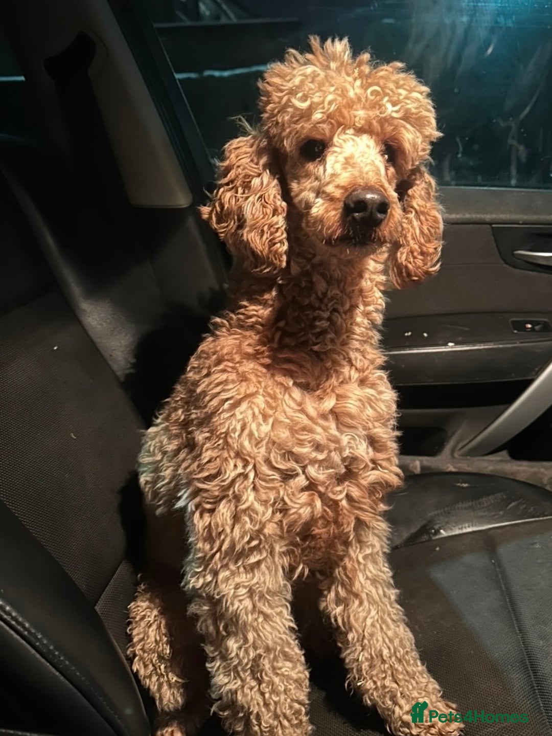 Cavapoo dogs for sale: Beautiful red cavapoos - Advert 10