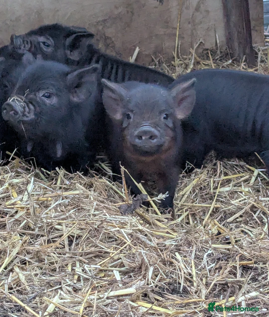 Pig livestock for sale: Kunekune piglets mixed sexes - Advert 1
