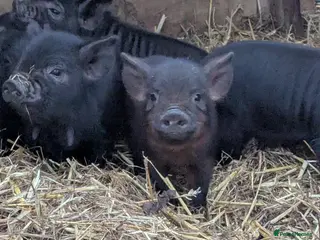 Pig livestock Kunekune piglets mixed sexes - Advert 1